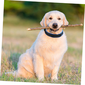 Venta caliente Cómodo acolchado Reflectante <span class=keywords><strong>Collar</strong></span> de perro ajustable Hebilla de seguridad perdida Diseño de poliéster duradero para uso diario - Product Image 6