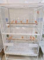 Grande Cage à Oiseaux Portable en Métal Écologique pour Petites Races, Maison de Luxe en Fer et Plastique pour Animaux, Motif Solide, Emballage Boîte, En Promotion