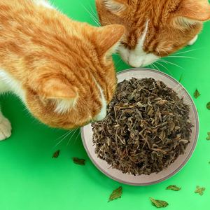 Pet catnip lá nghiền nát khô thực vật tự nhiên lá các loại thảo mộc cung cấp cắt catnip lá - Product Image 2