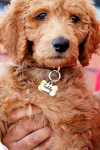 Rastreador GPS personalizado para mascotas de lujo, etiquetas Airtags de calidad, <span class=keywords><strong>Mini</strong></span> etiqueta Gps para seguimiento de perros, Sistema de Posicionamiento Global de nailon para <span class=keywords><strong>Amazon</strong></span> - Product Image 5