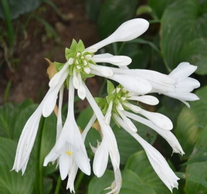 ผลไม้คุณภาพสูง โฮสต้าแห้งสุกใหม่ ขาย - Product Image 1