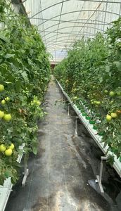 ANTI UV PVC Material Drain Gutter <strong>Vertical</strong> Strawberry Gutter Growing Hydroponics <strong>System</strong> for Greenhouse - Product Image 6