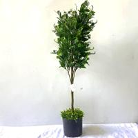 Künstlicher Ficus-Baum mit Echt-Aussehenden Blättern Topfpflanze Hochwertige Kunstpflanzen für Hochzeiten und Veranstaltungsdekoration