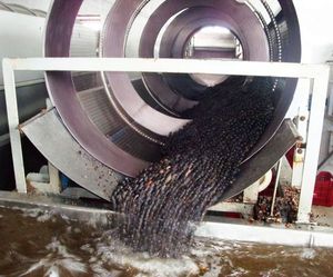 Máquina Separadora y Despulpadora de Frutas, Bayas, Cerezas, Frambuesas, Arándanos y Moras - Product Image 6