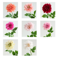 Fabrieksgroothandel Kunstbloem Kunstmatige Dahlia Enkelstam Real Touch Latex Huis Bruiloft Decoratie voor Bloemist Bulkbestelling