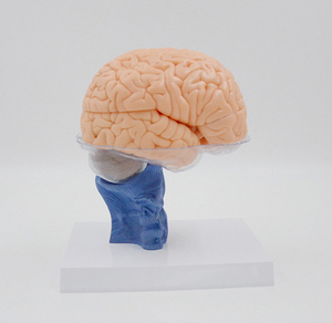 Разборная анатомическая модель мозга человека в натуральную величину (15 частей) для обучения: нервная структура и органы - Product Image 5