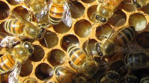 Produit de miel 10-HDA de <span class=keywords><strong>gelée</strong></span> <span class=keywords><strong>royale</strong></span> fraîche <span class=keywords><strong>congelée</strong></span> de première qualité vendu en usine de 1kg - Product Image 5