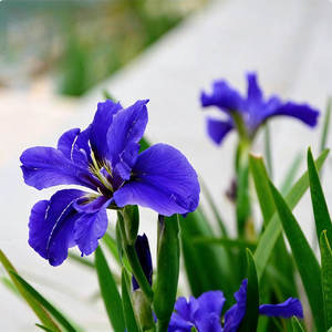 Iris Tectorum Azul, Resistente a la Sombra, Fácil de Cultivar, Siembra Durante Todo el Año, Perenne para Patio y Plantas en Maceta - Product Image 1