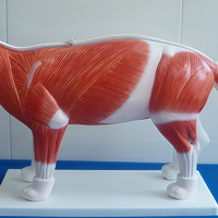 Modelo Anatómico de Gato en PVC para Ciencias Médicas