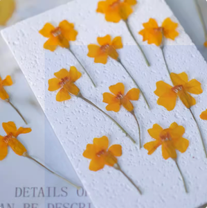 Tagetes ดอกไม้กับสาขา <span class=keywords><strong>DIY</strong></span> ทำพืชธรรมชาติเป็นมิตรกับสิ่งแวดล้อมดอกไม้แห้งกด - Product Image 3
