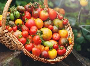 Venta caliente Mini Kit Graines de Tomates Arc en Ciel BIO Le permite cultivar sin esfuerzo sus propios tomates arcoíris - Product Image 6