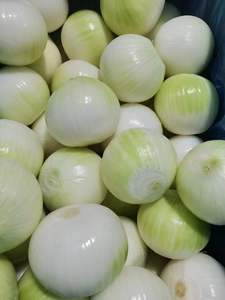 Gepelde ui, helemaal in de koudeketen verwerkt, vacuüm verpakt om de versheid te behouden en de originele uiensmaak te behouden. - Product Image 2