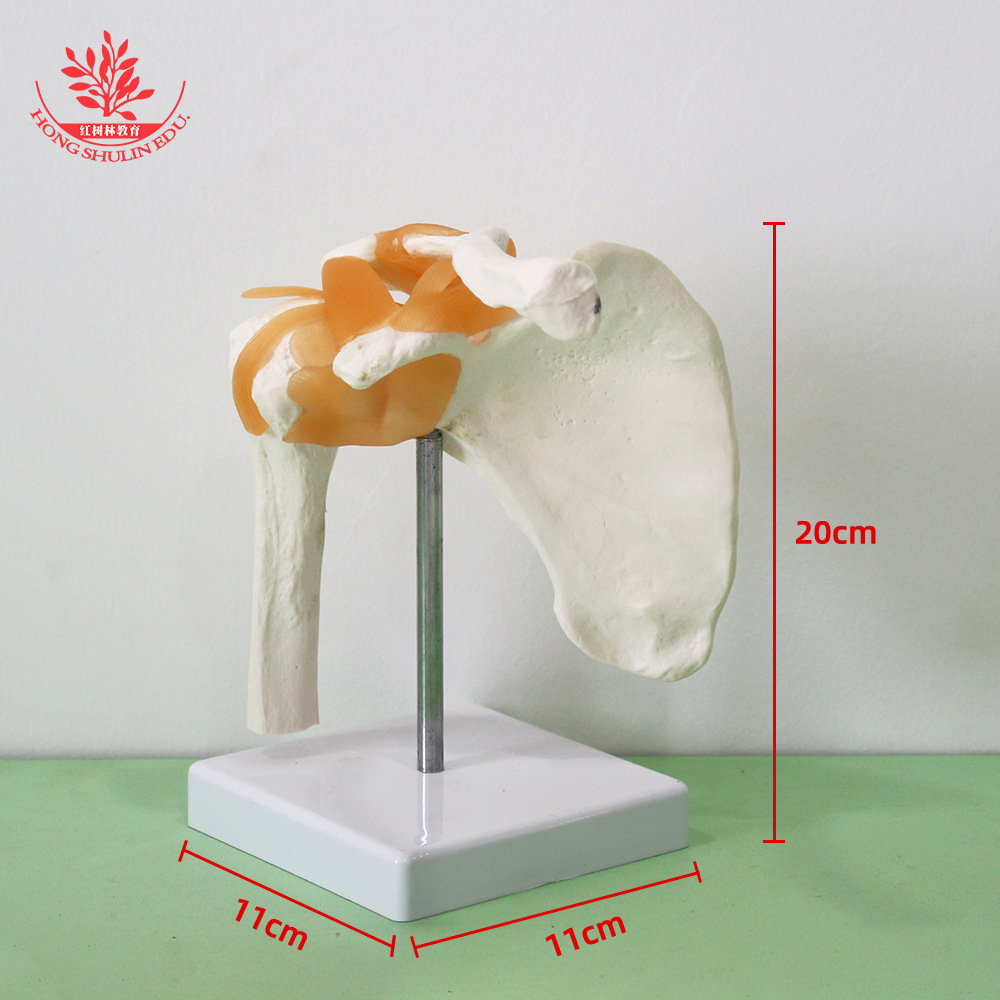 shoulder joint