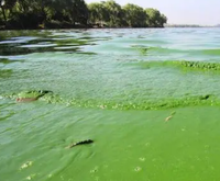 Solution de nettoyage de l'eau d'étang Régulateur de qualité et ajusteur de PH Purifie le fond de l'eau et améliore les additifs alimentaires pour poissons