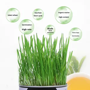 Venta al por mayor de hierba para gatos, caja hidropónica de plástico, <span class=keywords><strong>semillas</strong></span> de trigo, plantas en maceta, removedor de bolas de pelo, hierba gatera, aperitivos ecológicos - Product Image 4