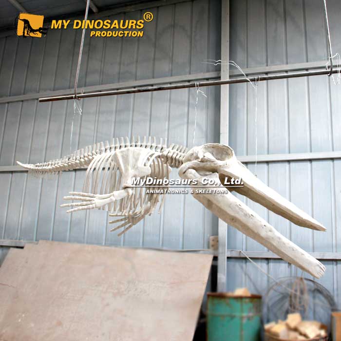 MyDinoハンギングマリンアニマル化石マッコウクジラスケルトン