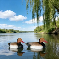 Direct usine, leurre flottant durable pour oiseaux aquatiques, modèle tête rouge-brun, pour la chasse en extérieur, attracteur d'oiseaux aquatiques pour lacs et marais