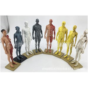Estatua de 30 cm, Pintura, Referencia CG, Estructura de Cráneo, Modelo Anatómico Musculoesquelético Humano Artístico, Gris, Masculino/Femenino - Product Image 3