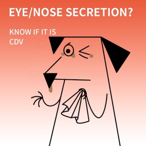 Sabervet chính xác Pet nhanh chóng Kit kiểm tra distemper kiểm tra CDV chẩn đoán kiểm tra - Product Image 5