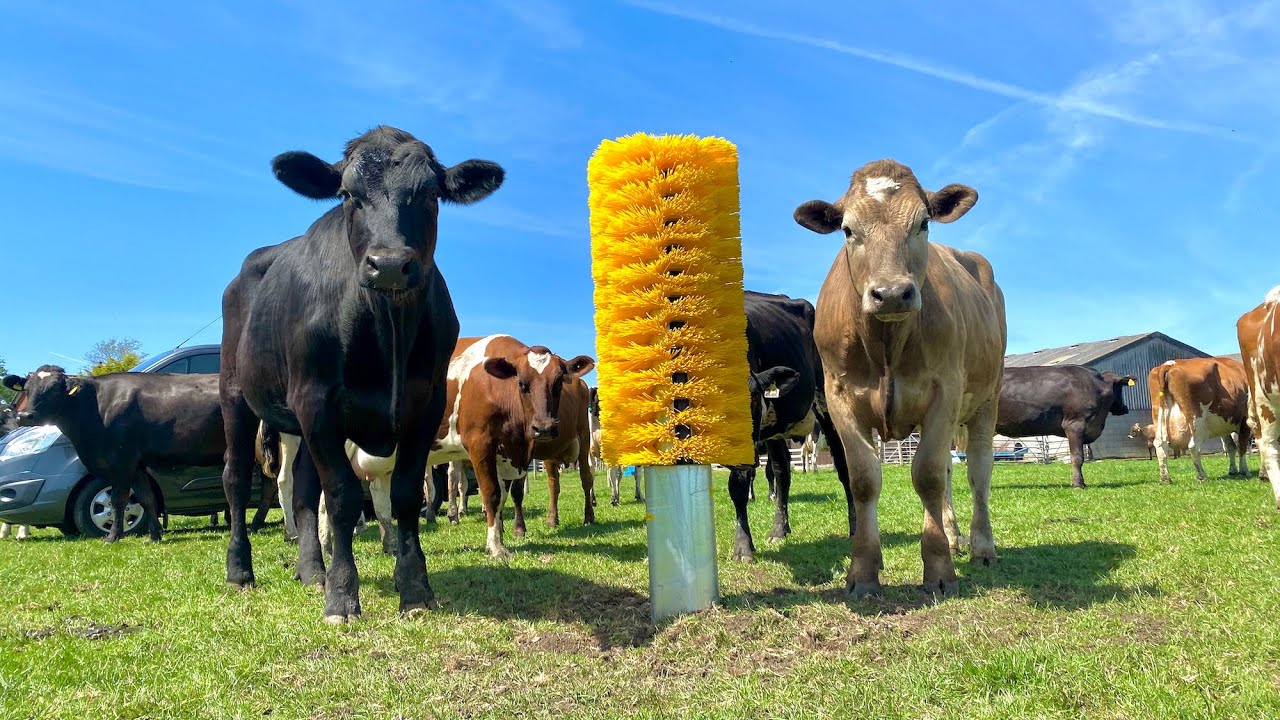 Farm Use Rotating Scratching Cow Brush For Cow Body Cleaning