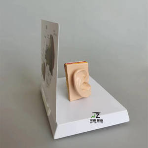 Modelo Anatómico de Oído Humano para Ciencias Médicas, Modelo de Oído Humano Ampliado - Product Image 5