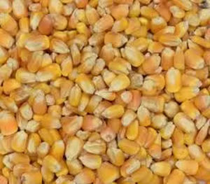 ข้าวโพดหวานอบแห้งสีเหลืองชนิดพิเศษสำหรับปศุสัตว์ บรรจุ 10 กก. คุณภาพอาหารสัตว์ปีกที่สมดุลทางโภชนาการ รับประกันคุณภาพ - Product Image 1