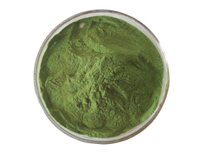 Hochwertiger Kräuterextrakt Reines Gerstengras-Saftpulver Sprühgetrocknet Lebensmittelqualität Instant Gerstengras-Pulver - Product Image 2