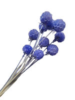 Fleur de Scabiosa Éternelle Préservée Bourgogne Têtes de Fleurs Séchées Tiges Éternelles Remplissage de Bouquet DIY Décoration de Mariage Vente en Gros