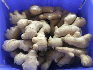 SINOFARM FOOD 2018 new crop <strong>fresh</strong> old <strong>ginger</strong> whole prices exporting to overseas brc  global - Product Image 3