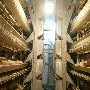 Layer Egg Chicken Cage/poultry Farm House Design / Layers Chicken Cages For Africa