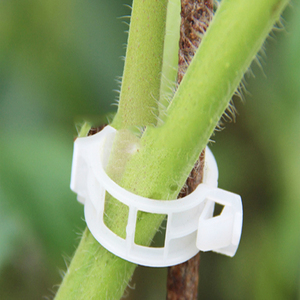 Clips para Plantas Verdes al por Mayor, Clips de Jardín para Uso Doméstico, Cultivo Vertical y Más Saludable para Tomates y Otras Plantas Trepadoras - Product Image 4