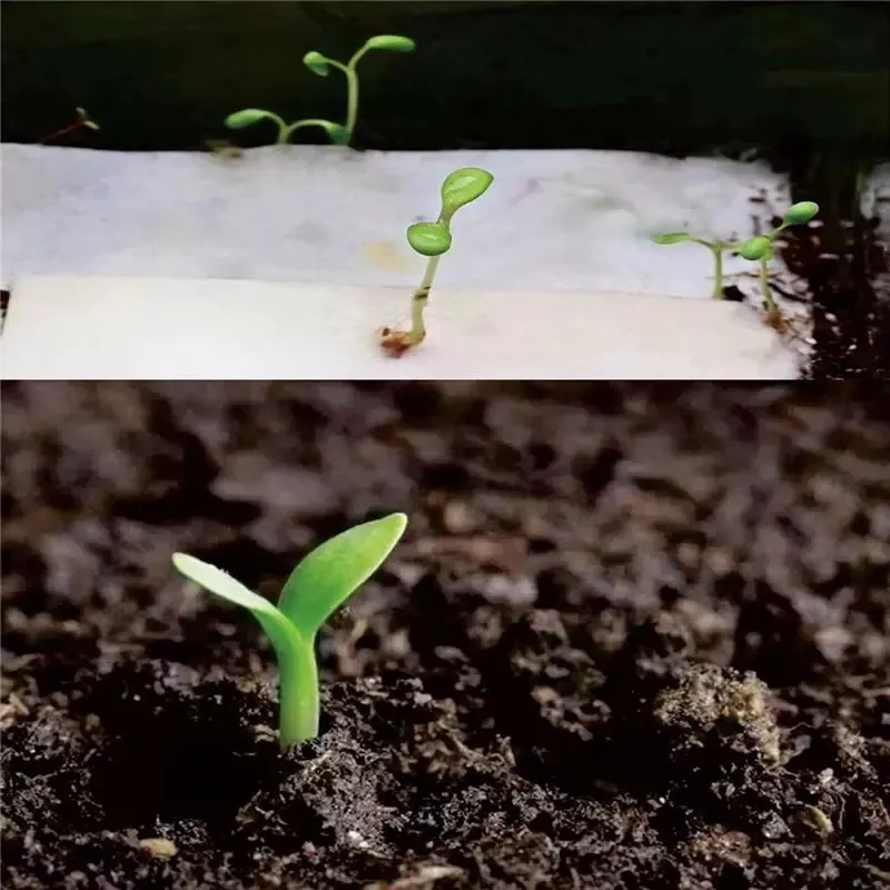 Nouvelle arrivée Cartes de semences plantables de vœux de remerciement personnalisées écologiques Papier biodégradable avec graines de papier de semence entièrement visible