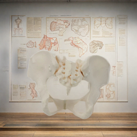 DARHMMY modelo de pelvis femenina de tamaño natural modelo anatómico de esqueleto humano para ciencia médica