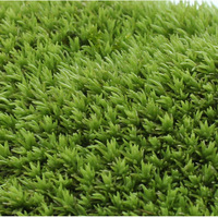 Vente en gros de décoration de bureau à domicile mousse de renne séchée naturelle leucobryum glaucum mousse de sphaigne préservée