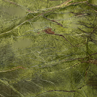 Dalles de marbre poli vert forêt tropicale TSF, pierre naturelle pour revêtement mural, comptoirs, design intérieur et extérieur de luxe