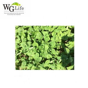 Giá sỉ nhà máy Lá kiều mạch khô tự nhiên - Product Image 4