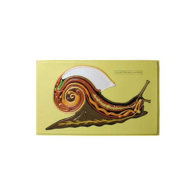 50170.19 Relief model of anat snail