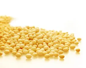 Fresh organic brazil Non-Gmo soyabean yellow soybean