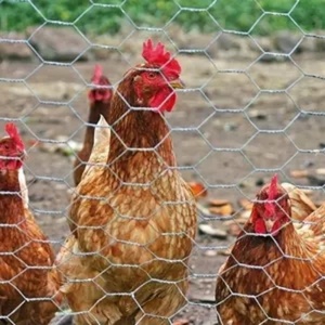Chất lượng cao gia cầm Dây Lục giác hàng rào dây sắt mạ kẽm lưới lục giác gà để bảo vệ trang trại - Product Image 3