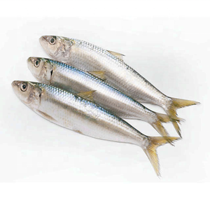 <span class=keywords><strong>Sardines</strong></span> congelées de haute qualité Sea Catch WR, produits de <span class=keywords><strong>la</strong></span> <span class=keywords><strong>mer</strong></span> en vente, prix d'usine en promotion - Product Image 1