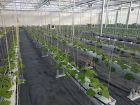 Système de culture et de substrat hors-sol plantation de gouttière en PVC culture verticale cerise tomates fraises hydroponiques