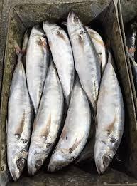 ปลาแมคเคอเรลแช่แข็งแบบพรีเมียมธรรมชาติ BQF แช่แข็งทั้งตัว IQF โปรตีนสูง คาร์โบไฮเดรตต่ำ ขายส่งจำนวนมากเพื่อการส่งออก สำหรับธุรกิจบริการอาหาร - Product Image 5