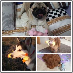 Nuovi giocattoli per cani Cucciolo di Cucciolo di Cucciolo di Cane <span class=keywords><strong>Squeaky</strong></span> <span class=keywords><strong>Squeaky</strong></span> Giocattolo di peluche Interattivo per Cucciolo Suono Maiale Anatra Elefante - Product Image 5