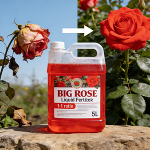 <span class=keywords><strong>Engrais</strong></span> liquide pour fleurs de rose par BIG ROSE - pour des fleurs éclatantes et durables - Product Image 3