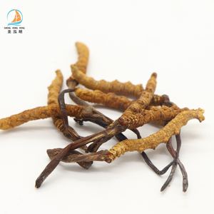 Cogumelo seco todo o preço selvagem <span class=keywords><strong>cordyceps</strong></span> <span class=keywords><strong>sinensis</strong></span> <span class=keywords><strong>cordyceps</strong></span> militar - Product Image 4