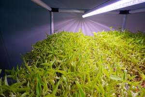 लाइइन हाइड्रोपोनिक 6-<span class=keywords><strong>2</strong></span> मटर के बीज माइक्रोग्रीन्स ग्रोइंग बॉक्स हाइड्रोपोनिक्स अंकुर सामग्री - Product Image 5