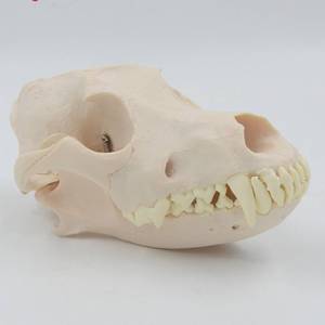 Modelo de exhibición de cráneo y <span class=keywords><strong>esqueleto</strong></span> de perro adulto de tamaño natural para hospital veterinario, ganadería y enseñanza médica - Product Image 3