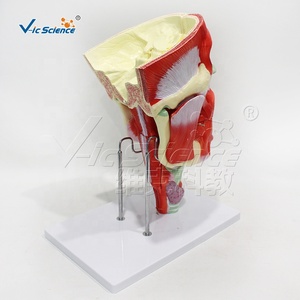 Modèle Nasal, Oral, Pharyngé et Laryngé en 10 Parties, Agrandi 2X, en PVC, pour Ressources Pédagogiques Médicales, CE ISO ROHS CNAS - Product Image 3