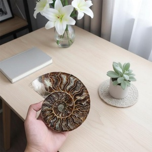 Stock local : Tranche de cristal d'ammonite rare, pierre fossile naturelle en spirale, écologique, décoration Feng Shui Bohème - Product Image 4