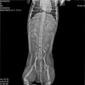Sistema de Rayos X Digital Portátil, Máquina de Rayos X Móvil de Alta Precisión para Clínicas Veterinarias y Pequeños Hospitales - Product Image 6